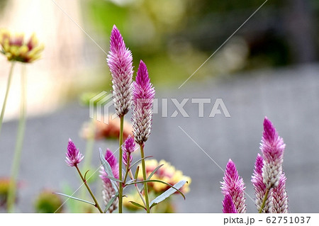 三鷹中原に咲くピンクのノゲイトウ(セロシア) の花 62751037