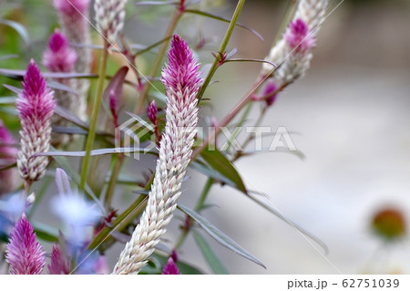 三鷹中原に咲くピンクのノゲイトウ セロシア の花の写真素材