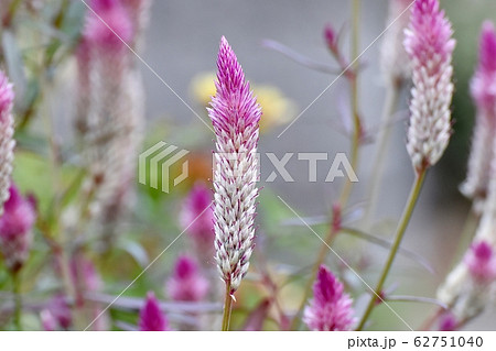三鷹中原に咲くピンクのノゲイトウ セロシア の花の写真素材