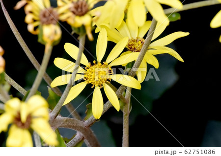 三鷹中原に咲く黄色いツワブキの花 62751086