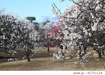 小金井公園 梅 小金井公園 梅 62751128