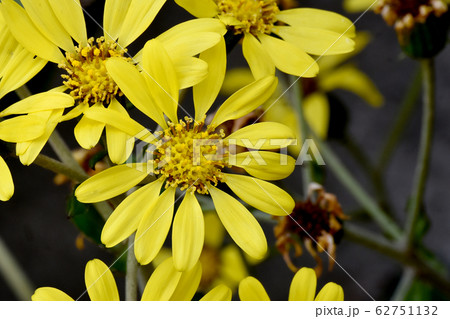 三鷹中原に咲く黄色いツワブキの花 三鷹中原に咲く黄色いツワブキの花 62751132