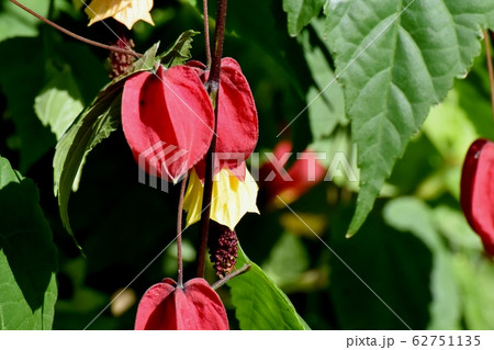 三鷹中原に咲く赤いチロリアンランプ(ウキツリボク)の花 三鷹中原に咲く赤いチロリアンランプ(ウキツリボク)の花 62751135