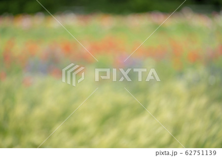 お花畑色（イメージ） 62751139