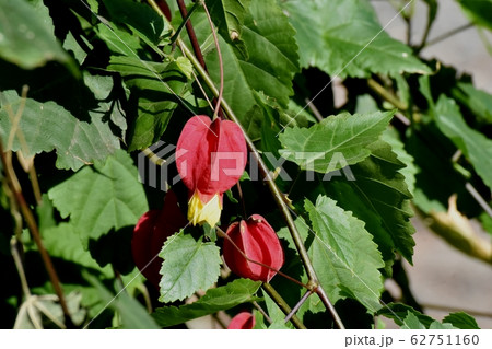 三鷹中原に咲く赤と黄色のチロリアンランプ (ウキツリボク) の花 三鷹中原に咲く赤と黄色のチロリアンランプ (ウキツリボク) の花 62751160