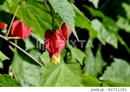 三鷹中原に咲く赤と黄色のチロリアンランプ (ウキツリボク) の花 三鷹中原に咲く赤と黄色のチロリアンランプ (ウキツリボク) の花 62751161