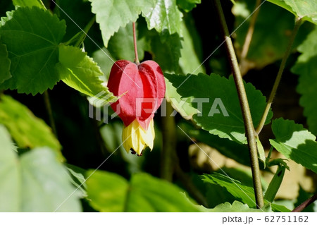 三鷹中原に咲く赤と黄色のチロリアンランプ (ウキツリボク) の花 62751162
