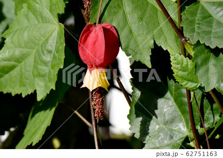 三鷹中原に咲く赤と黄色のチロリアンランプ (ウキツリボク) の花 三鷹中原に咲く赤と黄色のチロリアンランプ (ウキツリボク) の花 62751163