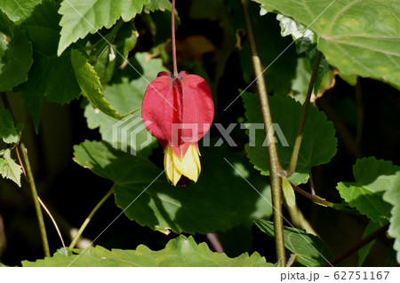 三鷹中原に咲く赤と黄色のチロリアンランプ (ウキツリボク) の花 62751167