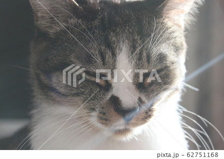 陽だまりの中の猫 62751168