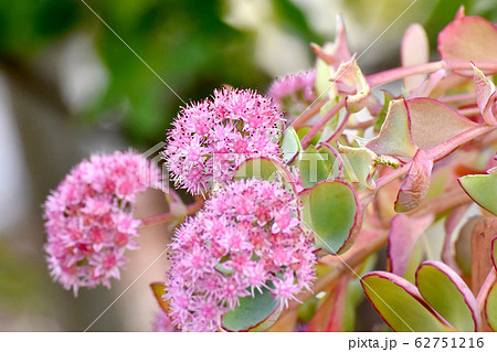 三鷹中原に咲く多肉植物ミセバヤのピンクの花 三鷹中原に咲く多肉植物ミセバヤのピンクの花 62751216
