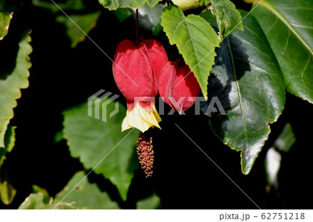 三鷹中原に咲く赤と黄色のチロリアンランプ (アブチロン) の花 62751218