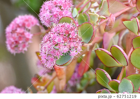 三鷹中原に咲く多肉植物ミセバヤのピンクの花の写真素材