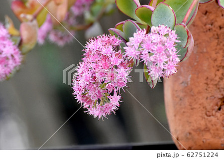 三鷹中原に咲く多肉植物ミセバヤのピンクの花 62751224