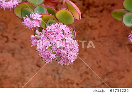 三鷹中原に咲く多肉植物ミセバヤのピンクの花の写真素材