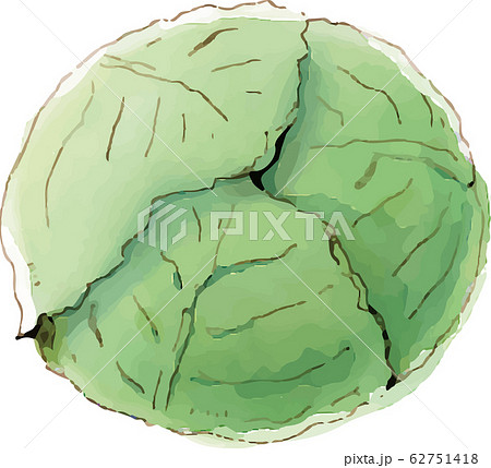 野菜　キャベツ 62751418