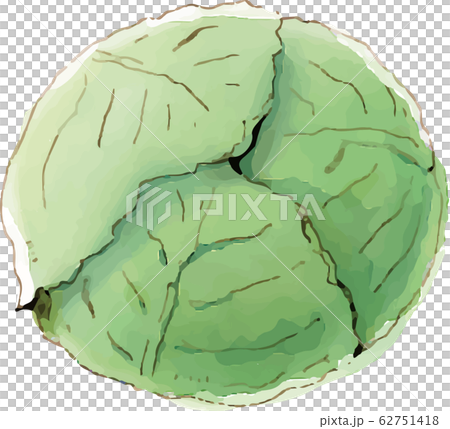 野菜　キャベツ 62751418