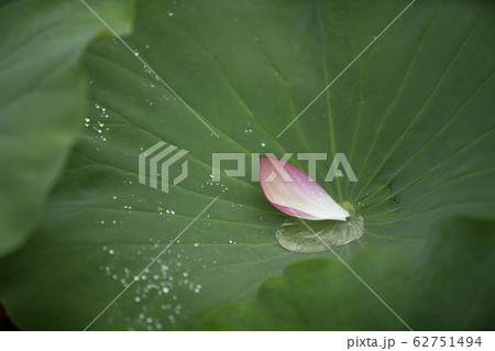 蓮の花びら 蓮の花びら 62751494