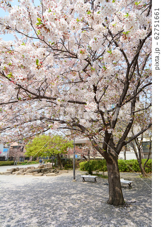 南蒲田三丁目さくら公園　　東京都大田区南蒲田 62751661