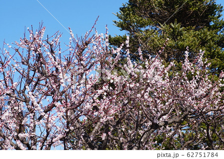 ウメ Prunus mume ウメ Prunus mume 62751784