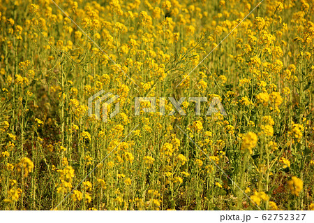 黄色に染まった浜離宮の菜の花畑(5) 黄色に染まった浜離宮の菜の花畑(5) 62752327