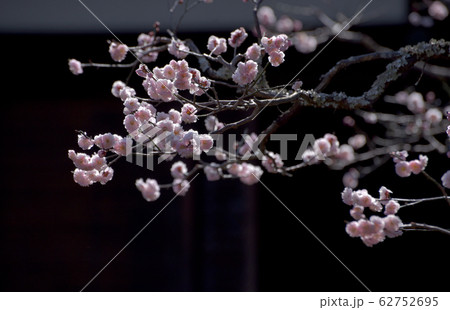 梅の花 62752695