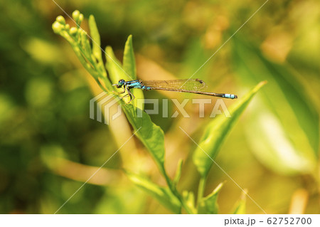 Blue-tailed damselfly Blue-tailed damselfly 62752700