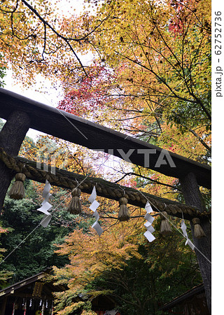 野宮神社　黒木の鳥居 62752736