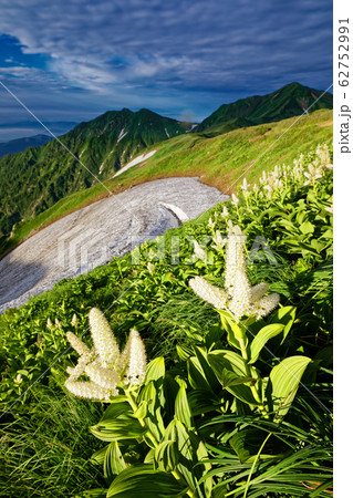 飯豊連峰・御西岳のコバイケイソウと大日岳 62752991
