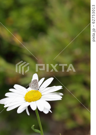 シジミチョウとハマギクの花 シジミチョウとハマギクの花 62753013