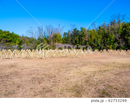 竹の寒干し 62753299