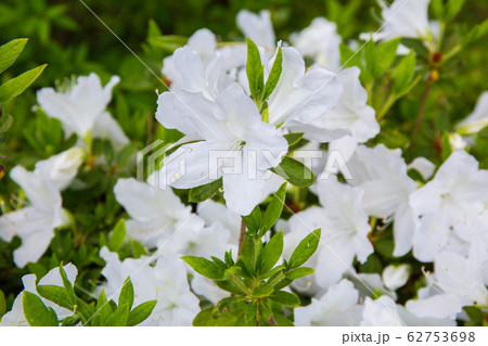 春の花 ツツジ 白 の写真素材