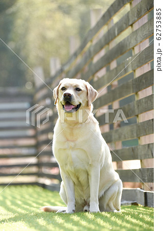 ドッグランで遊ぶラブラドールレトリーバー ドッグランで遊ぶラブラドールレトリーバー 62753885