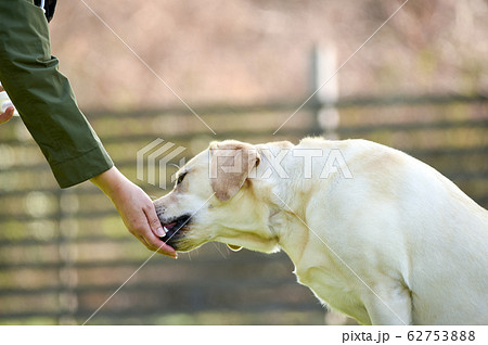 ドッグランで遊ぶラブラドールレトリーバー 62753888