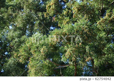 杉の雄花 62754042