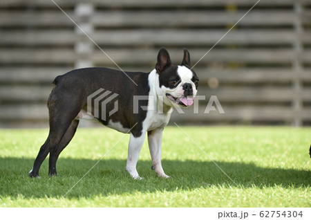 ドッグランで遊ぶボストンテリア 62754304