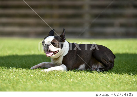 ドッグランで遊ぶボストンテリア 62754305