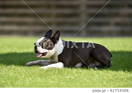 ドッグランで遊ぶボストンテリア 62754306