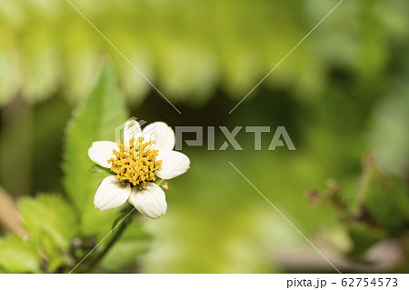 コシロノセンダングサ 花 62754573