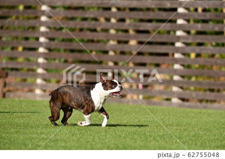 ドッグランで遊ぶボストンテリア 62755048