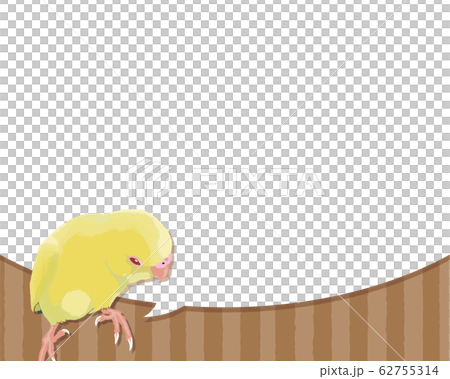 セキセイインコと吹き出しのイラスト素材