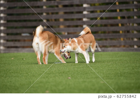 ドッグランで遊ぶ柴犬 62755842