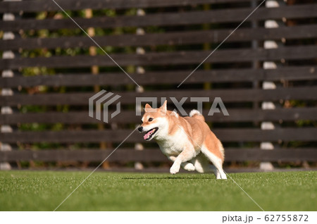 ドッグランで遊ぶ柴犬 ドッグランで遊ぶ柴犬 62755872
