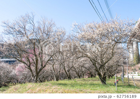 東京都 八王子市 高尾梅郷 荒井梅林 東京都 八王子市 高尾梅郷 荒井梅林 62756189