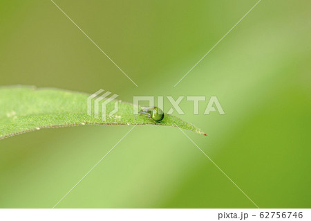 ハラビロミドリオニグモ ハラビロミドリオニグモ 62756746