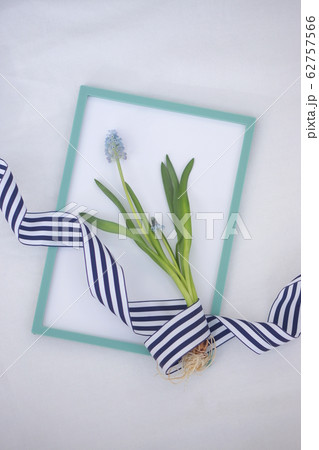 フォトフレームにムスカリの花とストライプのリボン 62757566