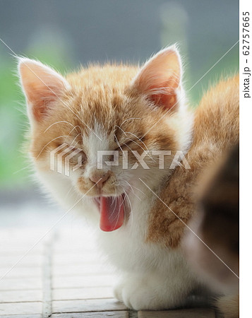 子猫 あくび 茶白の写真素材