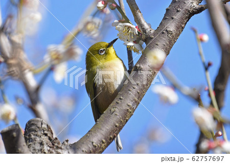 梅とメジロ 梅とメジロ 62757697
