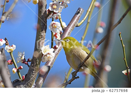 梅とメジロ 梅とメジロ 62757698