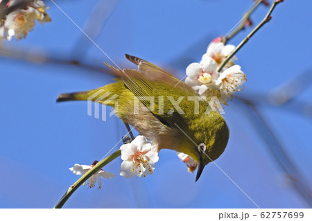 梅とメジロ 梅とメジロ 62757699